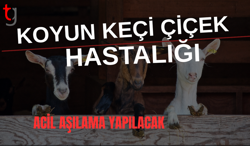 Koyun Keçi Çiçek Hastalığı tespit edildi: Acil aşılama yapılacak