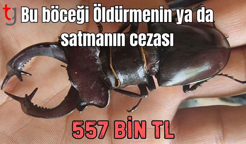 Bu böceği öldürmenin ya da satmanın cezası 557 Bin TL