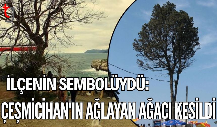 İlçenin sembolüydü: "Çeşmi Cihan'ın" ağlayan ağacı kesildi