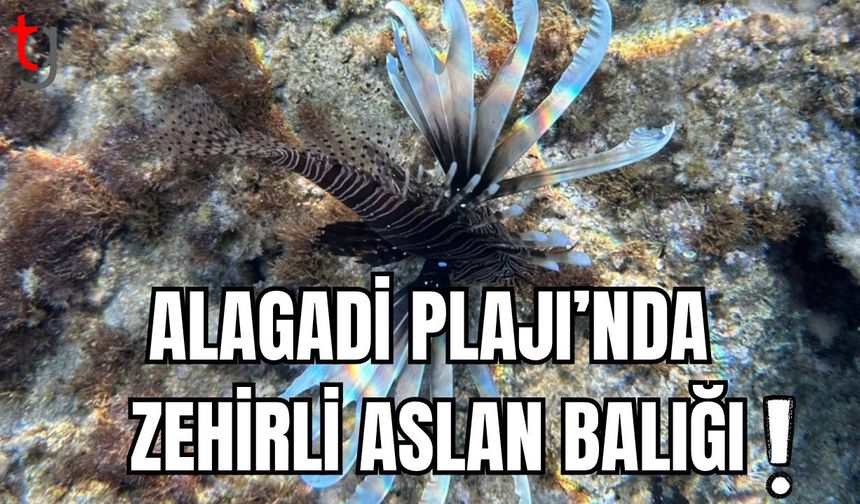 Alagadi plajında aslan balığı!