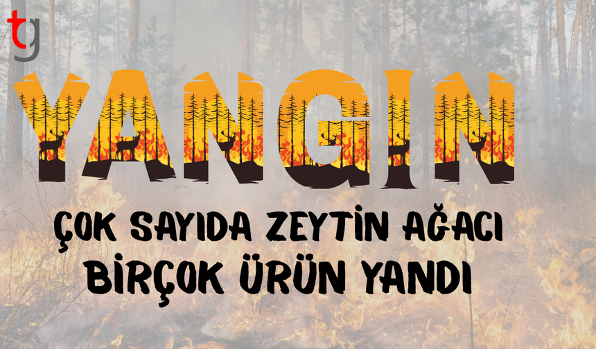 Mutluyaka'da Cazımoğlu Zeytinliği'nde yangın