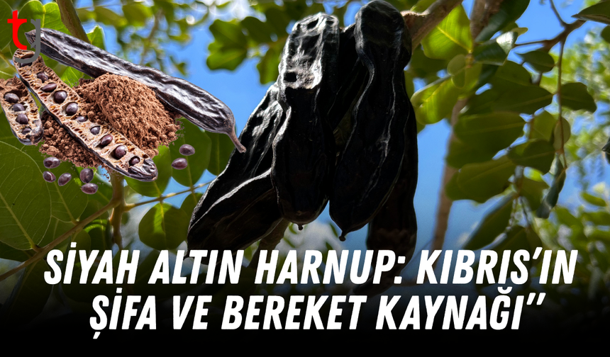Siyah Altın Harnup: Kıbrıs’ın Şifa ve Bereket Kaynağı”