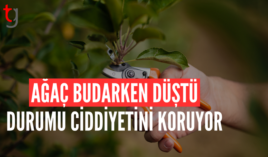 LEFKOŞA’DA TALİHSİZ KAZA: AĞAÇ BUDARKEN DÜŞTÜ!