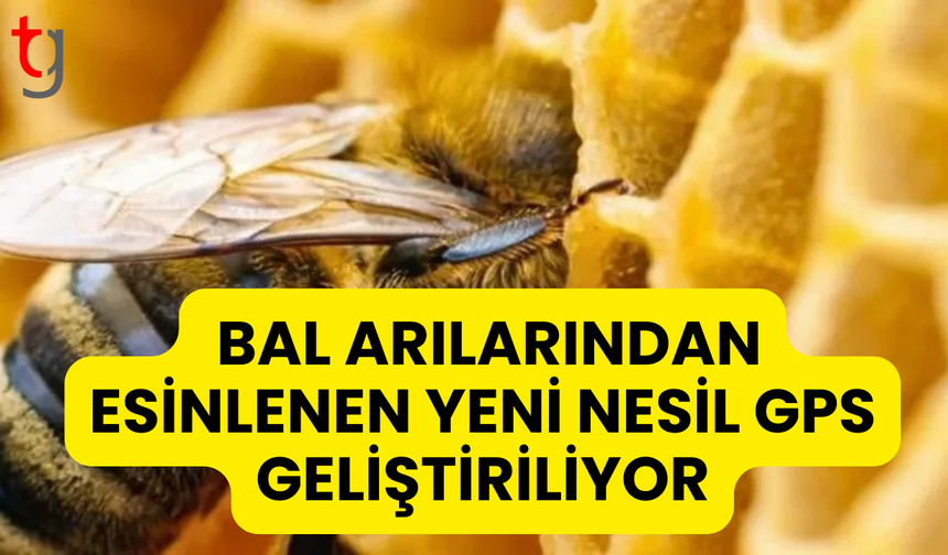 Bal Arılarından Esinlenen Yeni Nesil GPS Geliştiriliyor