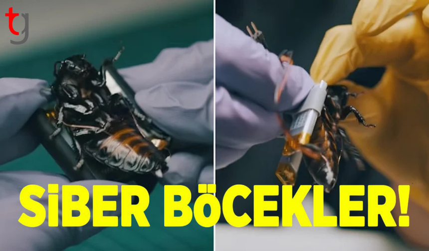 Nato'nun yeni casusları sahaya indi: Siber hamamböcekleri