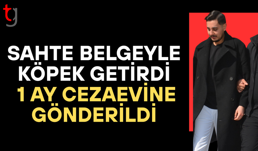 Köpekleri gümrüğe bildirmedi, sahte belge verdi