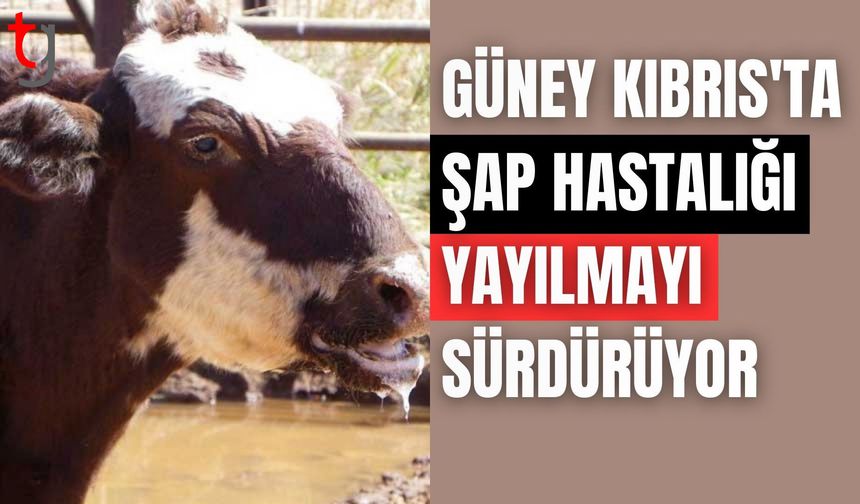 Güney Kıbrıs'ta şap hastalığı yayılmayı sürdürüyor