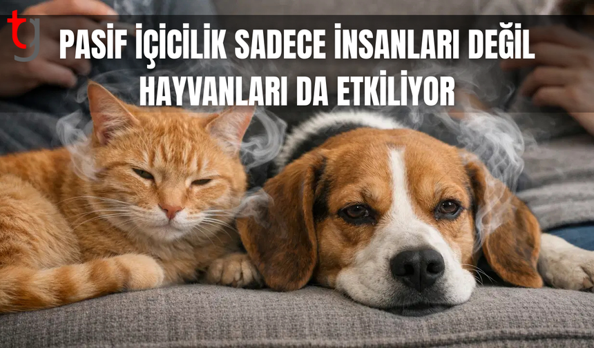 Araştırma ortaya koydu: Evde içilen sigara evcil hayvanları da zehirliyor