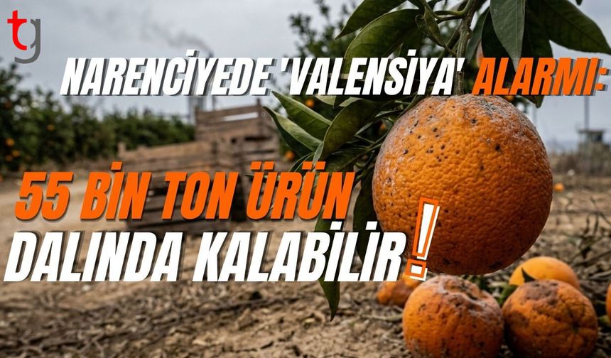 Narenciyede 'Valensiya' Alarmı: 55 Bin Ton Ürün Dalında Kalabilir!