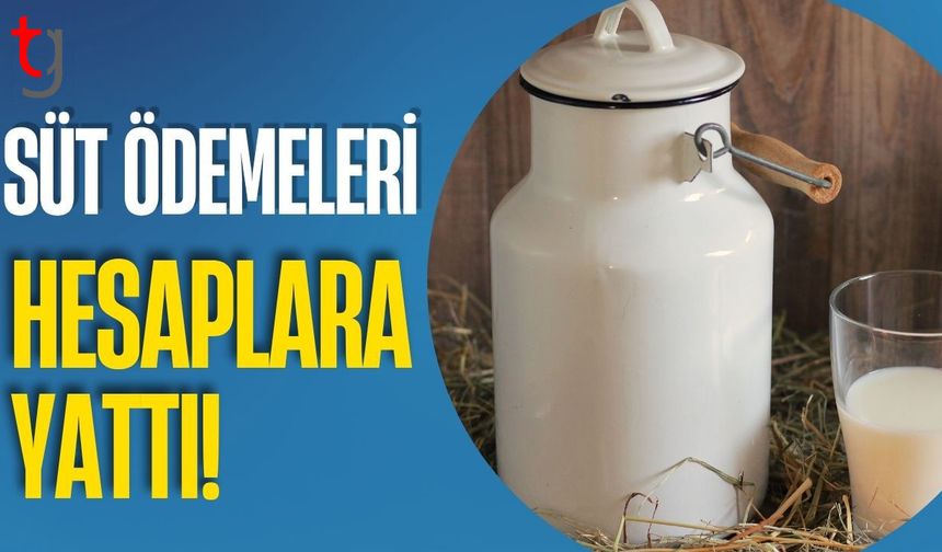 Süt Ödemeleri Hesaplara Yattı!