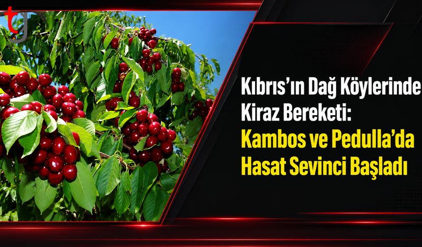 Kıbrıs’ın Dağ Köylerinde Kiraz Bereketi: Kambos ve Pedulla’da Hasat Sevinci Başladı