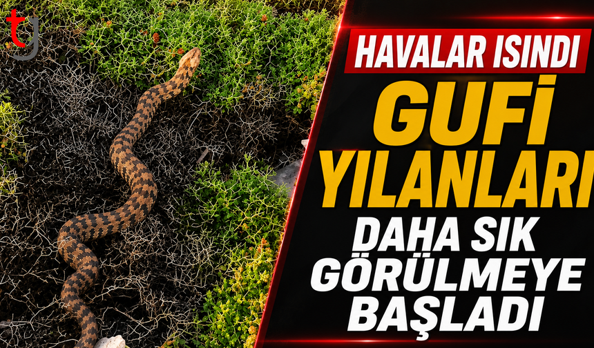 Havalar Isındı, Gufi Yılanları Daha Sık Görülmeye Başladı