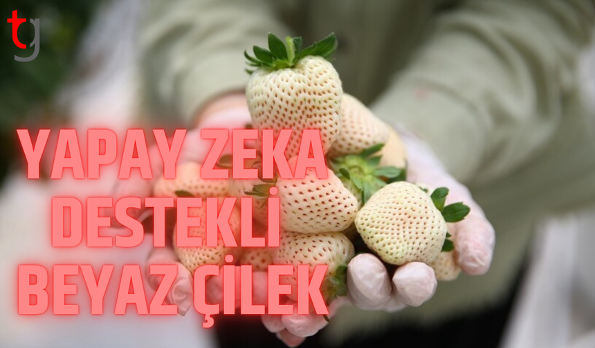 Mersin’de yapay zeka destekli beyaz çilek üretildi