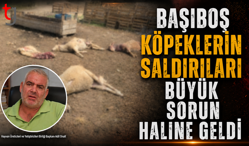 Başıboş Köpek Saldırıları Üreticiyi Zorluyor