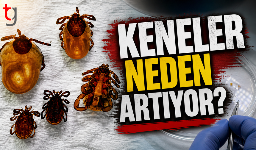 İklim değişti, tehlike büyüdü: Keneler neden artıyor?