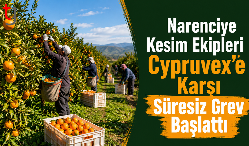 Narenciye Kesim Ekipleri  Grev Başlattı