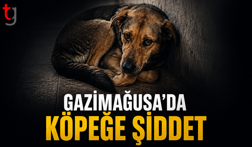 Gazimağusa’da Köpeğe Şiddet İddiası: T.F.O. Tutuklandı