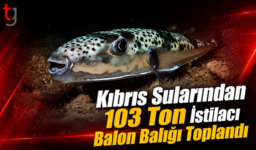 Kıbrıs Sularından 103 Ton İstilacı Balon Balığı Toplandı
