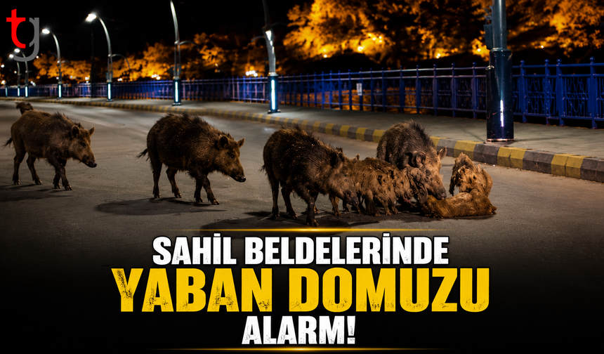 Sahil Beldelerinde Yaban Domuzu Alarmı