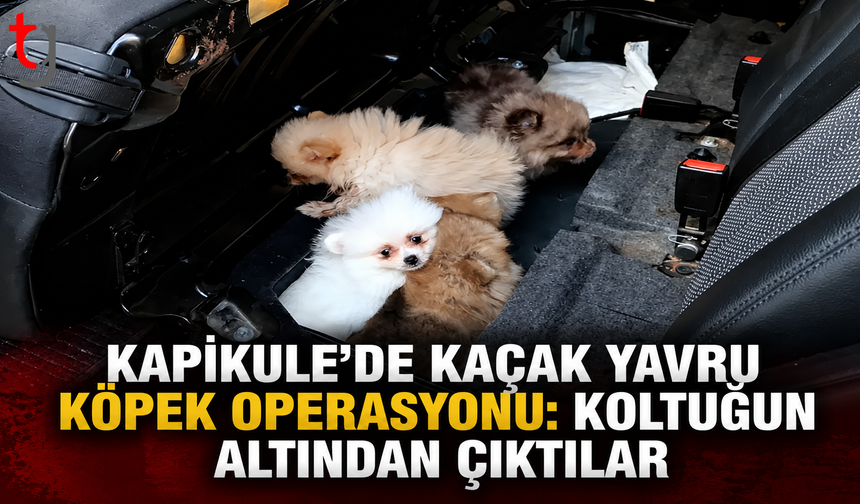 Kapıkule’de Kaçak Yavru Köpek Operasyonu: Koltuğun Altından Çıktılar