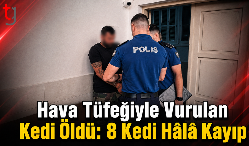 Hava Tüfeğiyle Vurulan Kedi Öldü: 8 Kedi Hâlâ Kayıp