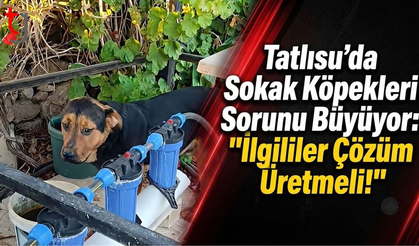 Tatlısu’da Sokak Köpekleri Sorunu Büyüyor: "İlgililer Çözüm Üretmeli!"