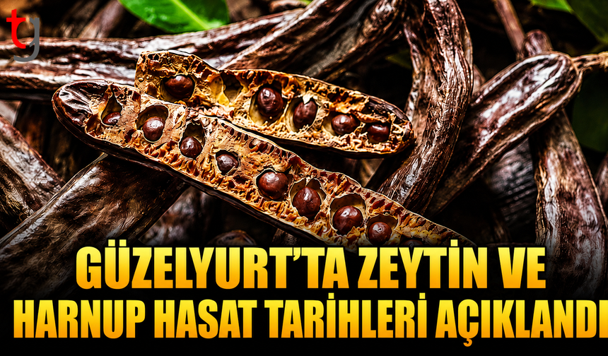 Güzelyurt’ta Zeytin ve Harnup Hasat Tarihleri Açıklandı