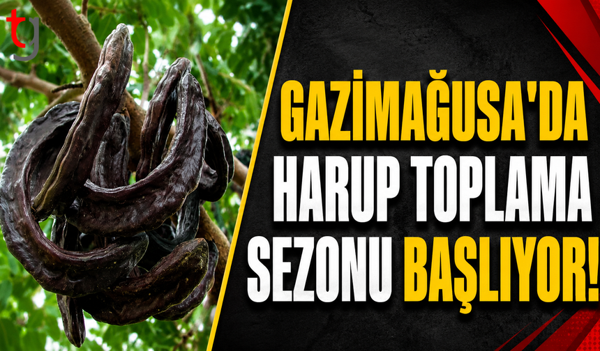Gazimağusa'da Harup Toplama Sezonu Başlıyor!