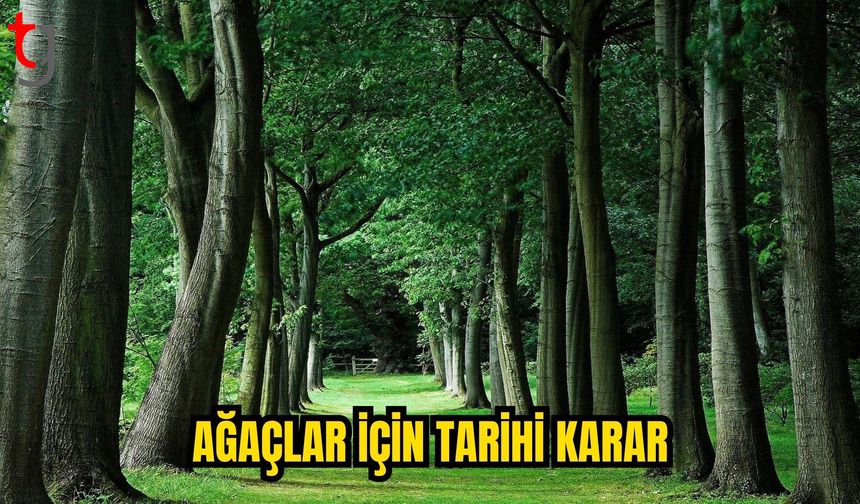 İngiltere’de Lewes kasabası ağaçlar için “haklar tüzüğü” kabul etti
