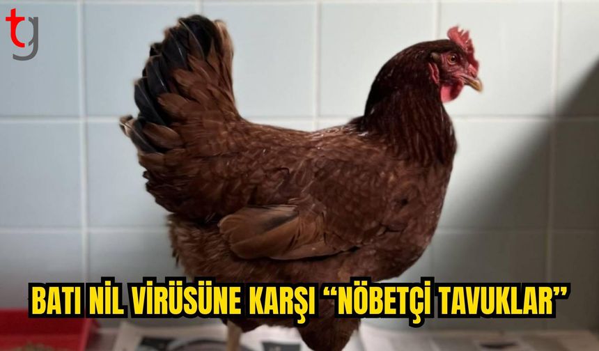BATI NİL VİRÜSÜNE KARŞI “NÖBETÇİ TAVUKLAR” DEVREDE