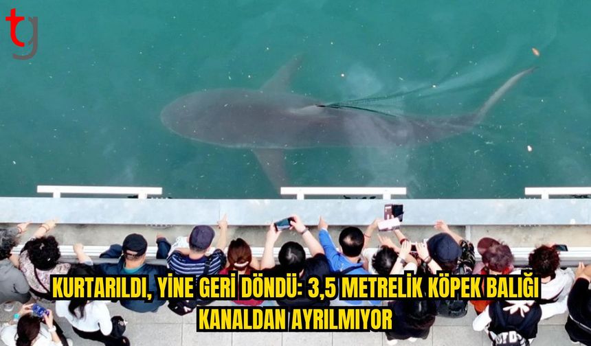 Kurtarıldı, Yine Aynı Kanala Döndü