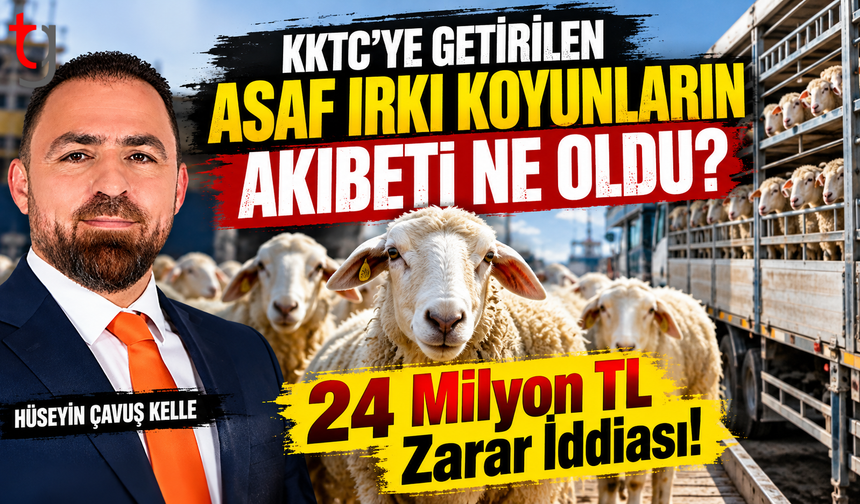 KKTC’YE GETİRİLEN ASAF IRKI KOYUNLARIN AKIBETİ NE OLDU? 24 MİLYON TL ZARAR İDDİASI !