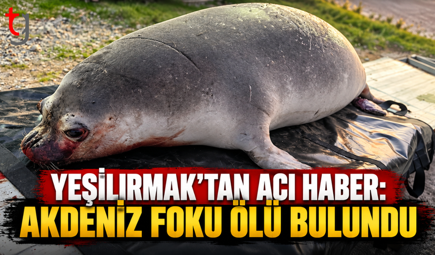 YEŞİLIRMAK’TAN ACI HABER: AKDENİZ FOKU ÖLÜ BULUNDU