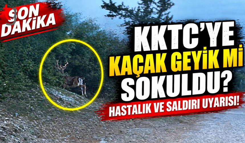 KKTC’YE KAÇAK GEYİK Mİ SOKULDU? HASTALIK VE SALDIRI UYARISI!