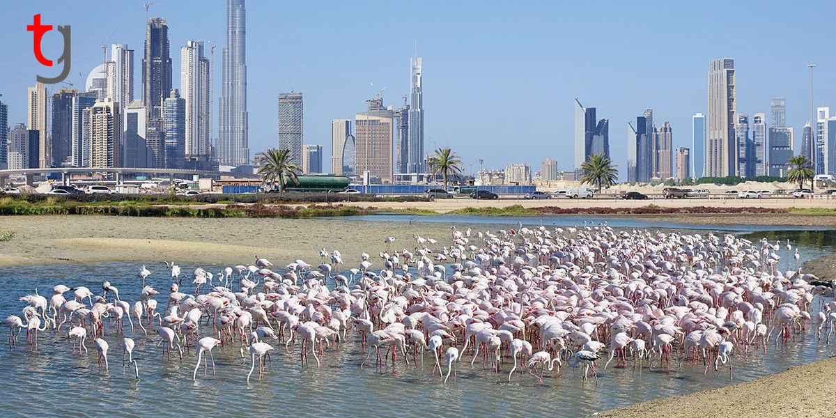 Ras Al Khor Wildlife Sanctuary 1200X600