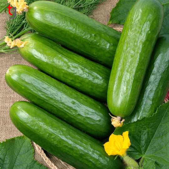 Organik Salatalik 500 Gr 35 Ad4