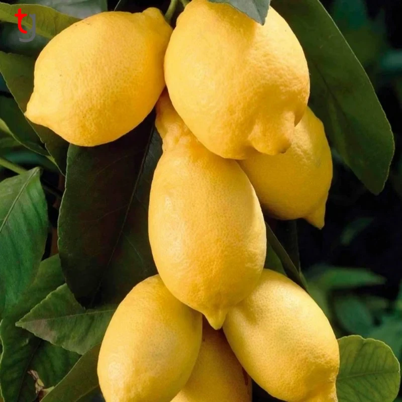 Euroka Limon Fidani 001