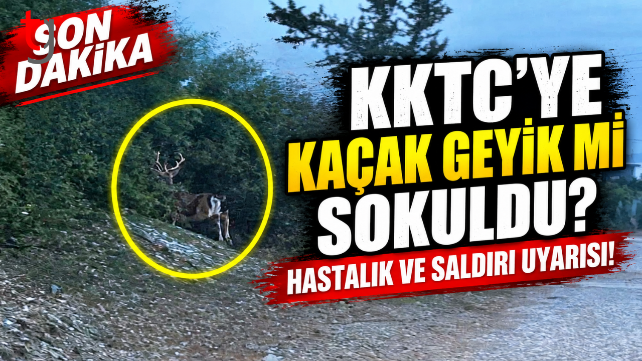 KKTC’YE KAÇAK GEYİK Mİ SOKULDU? HASTALIK VE SALDIRI UYARISI!
